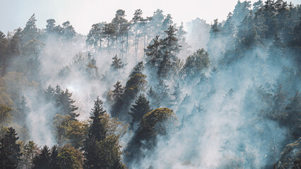 Fire in the forest. Strong fire and mist in the forest