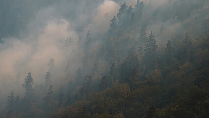 Fire in the forest. Strong fire and mist in the forest