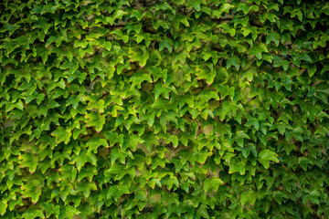 Natural green grass pattern