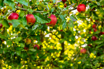 Beautiful ripe red apples in the fall on an apple tree