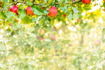 Beautiful ripe red apples in the fall on an apple tree