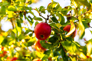 Beautiful ripe red apples in the fall on an apple tree