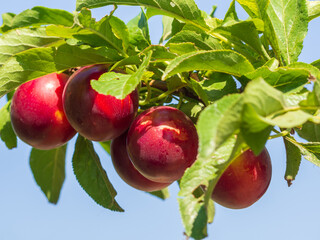 Ripe juicy plums on a tree branch close-up. A few fresh juicy round red plum berries with leaves on...