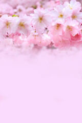 pink cherry blossom branch, sakura flowers