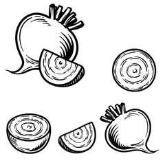 Beetroot isolated on white background. Beet vector illustration.