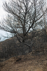 Feu de forêt.