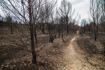 For&ecirc;t incendi&eacute;e.