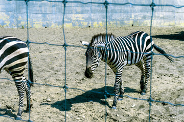 Zebras at zoo eating green lawn grass in the zoo
