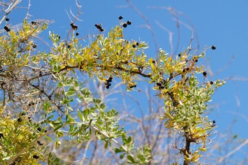 Close up of branch with fruits of Lycium ruthenicum
(Black Goji Berry, Russian Box Thorn, Black Fruit Wolfberry). It is edible and healthy