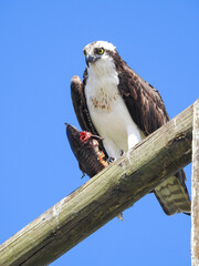 Osprey Perched on Wooden Pole