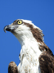 Close-up of Osprey's Head