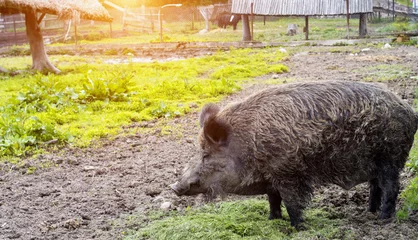 Fotobehang Big black wild boar in nature in summer. Hunting for wild boars. Copy space for text, stubble © HENADZY