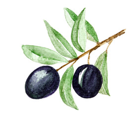 Watercolor black olives