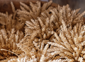 Bouquet of mature ears of grain, close-up. The concept of ripening and harvesting the harvest of rye and wheat. Agriculture, close-up