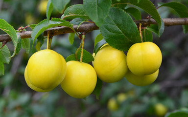 Plum branch with ripe fruits in the garden.Yellow mirabelle, Prunus cerasifera plant.Summer harvest concept.Selective focus.