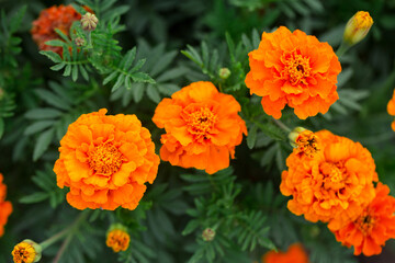 Orange variety of marigolds