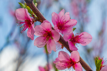 Beautiful bloom pink cherry blossom sakura in spring with clear blue sky and flare of natural light,