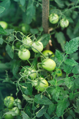 green cherry tomatoes on the bush