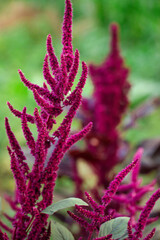 amaranth in the garden