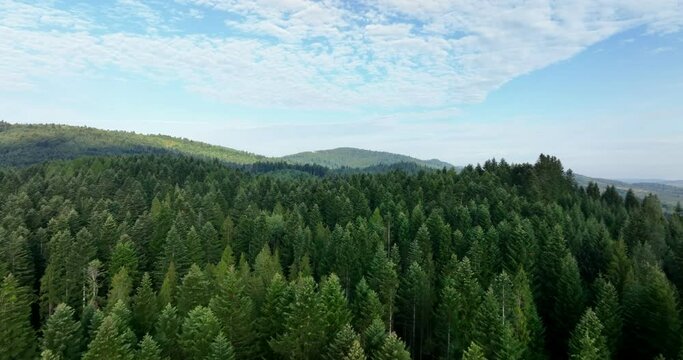 Aerial panoramic landscape with forest view. Green forest in the Carpathians, Europe