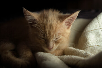 Beautiful light brown baby kitten seen from the front sleeping under white sheets on the bed against a dark background