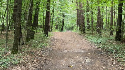 mixed forest growing wild in park scenic path