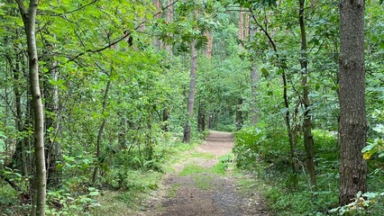 mixed forest growing wild in park scenic path