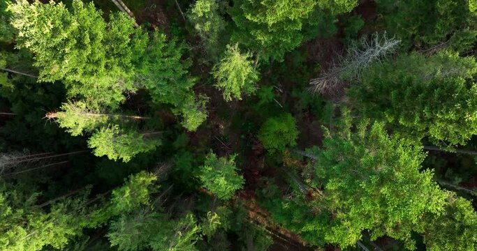 Treetops of coniferous trees in the woodland. Green Forest on a summer sunny day. Aerial view. Non-urban natural scene