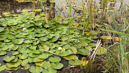 Nymphaea alba European white water lily large green leaves