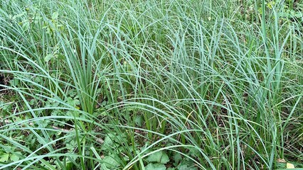 Carex nebrascensis is species of sedge that grows in swamps