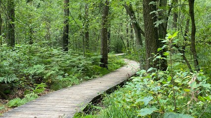 mixed forest growing wild in park scenic path