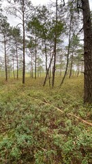 Fototapeta na wymiar Rhododendron tomentosum growing in swamp species of heather family in park by scenic path