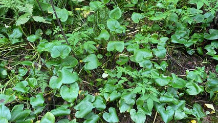 Flowering calla palustris growing in swamps and peat bogs