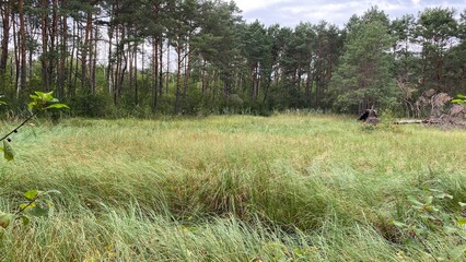 mixed forest growing wild in park scenic path