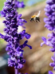 Macro orange and black bumblebee (Bombus terrestris) flying among of blue salvia flowers