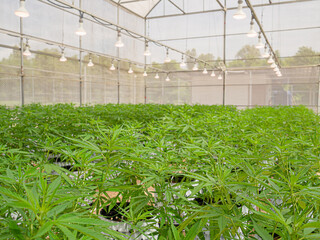 Commercial cannabis business. Large indoor marijuana commercial growing operation in the greenhouse