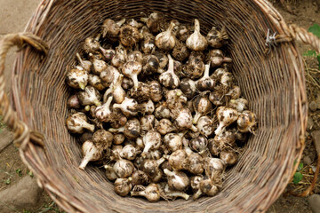 Garlic harvest in a basket, home grown vegetables.