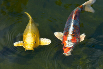 Two koi carp (Cyprinus) on the surface of ornamental lake