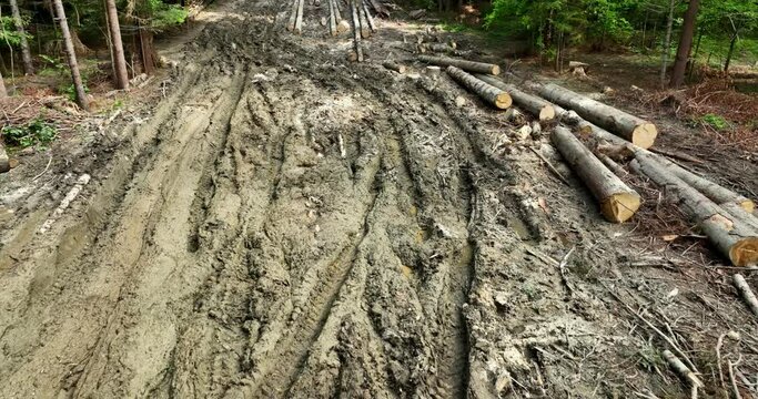 Coniferous tree logs lie on a dirt road among green trees in the forest. Logging.