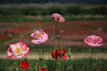 field of poppies