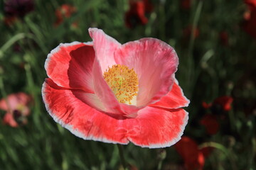 red poppy flower