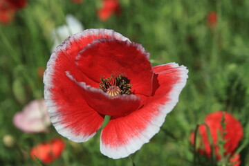 red poppy in the field