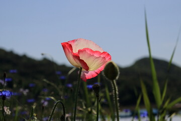 red poppy flower