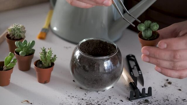 Man's hands using tweezers to repot a Lophophora, spineless, button-like cacti. Home gardening.