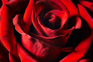 A beautiful bud of a dark red rose photographed close-up, beautiful texture of red delicate petals, freshness and fragrance, natural beauty