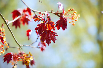 maple leaves over blue sky