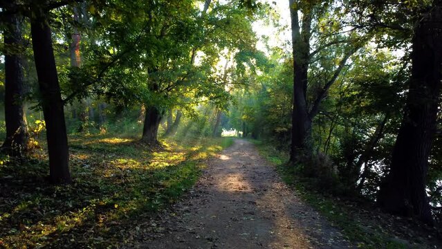 Movement in park on dirt path on summer morning. Sun shines through branches and green leaves. Forest on summer autumn morning. Man walking along path. Environmental protection, changing of climate