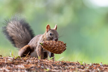 秋のエゾリス © mihiro_wildlife