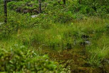 Fototapeta na wymiar 滋賀県米原市にある山室湿原の風景です