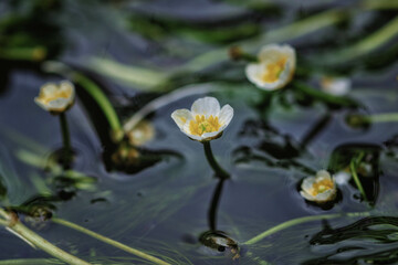 滋賀県米原市、醒ヶ井の地蔵川に咲く梅花藻